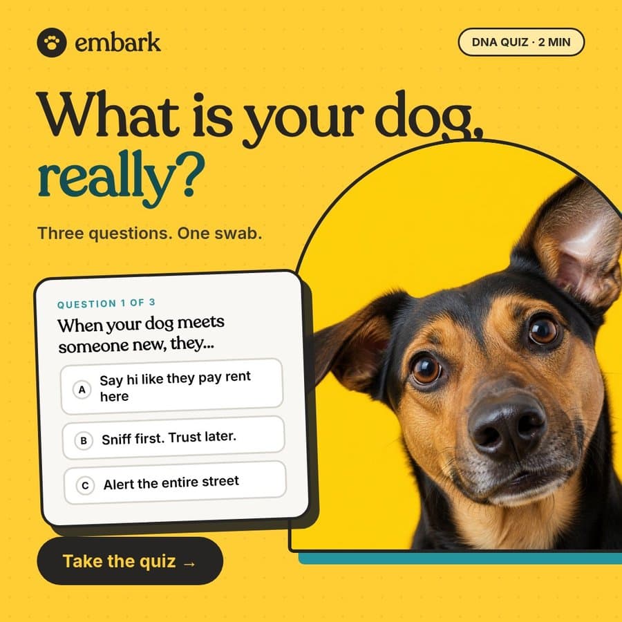Embark, the quiz
